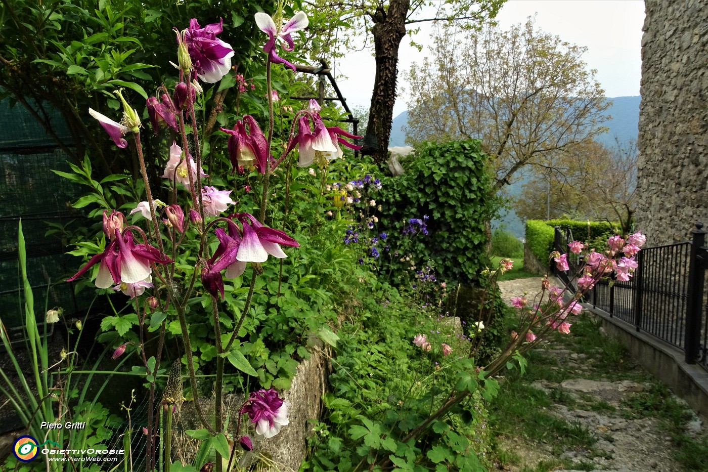90 Bellissimi fiori alle case del Tiglio, dove riprende il sentiero-mulattiera 505A.JPG